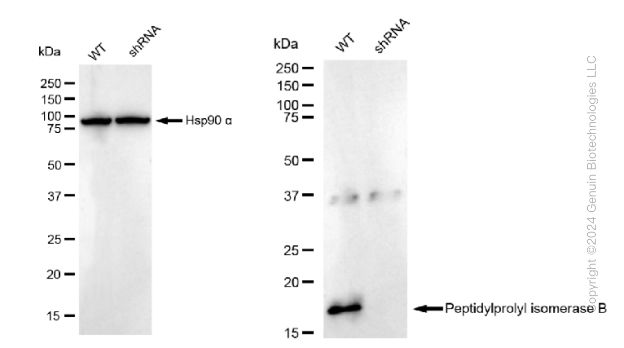 WB - KD-Validated Anti-Peptidylprolyl isomerase B Rabbit Monoclonal Antibody AGI1006